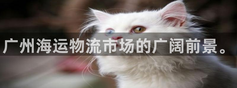 旺财28绿骨头：广州海运物流市场的广